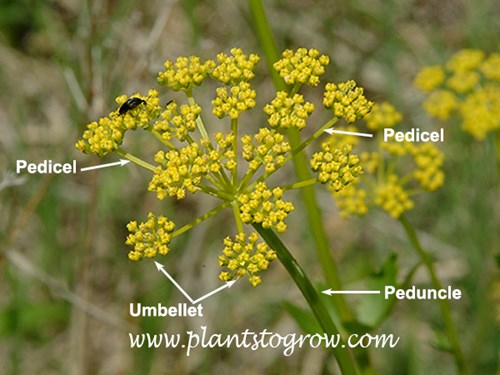 The compound umbel of dill. The peduncle is the stalk of the inflorescence, the pedicel is the stalk of the flowers within the inflorescence. Umbellet is a division of the compound umbel.